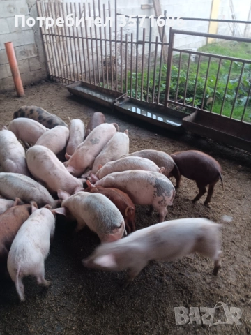 Продавам малки прасенца , снимка 2 - Прасета - 52580799