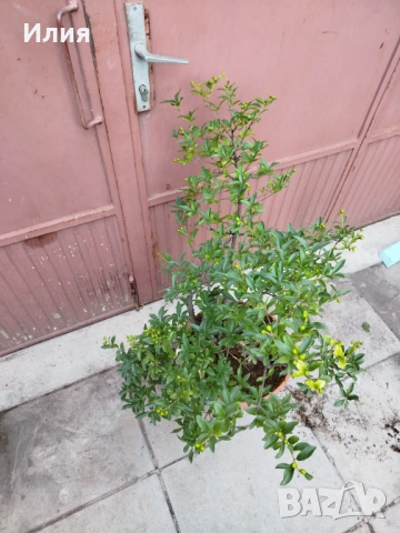 Бонсай заготовка Лигуструм , снимка 5 - Градински цветя и растения - 51556598