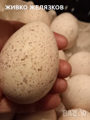 ПРОДАВАМ РАЗПЛОДНИ ОПЛОДЕНИ ПУЕШКИ ЯЙЦА, снимка 11 - Кокошки и пуйки - 40087456