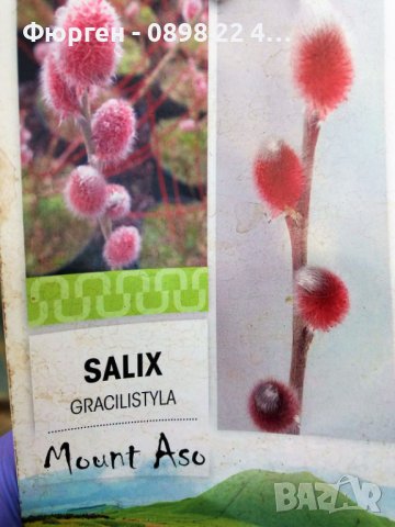 Бреза 100-150см за 11лв , размер 200-220см за 21лв и Налични 3 вида Върби , снимка 5 - Разсади - 38067285