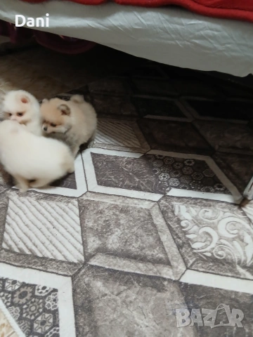 Mini Pomeran, снимка 8 - Померан - 53567326