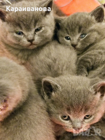 Британски късокосмести , снимка 6 - Британска късокосместа - 52481442