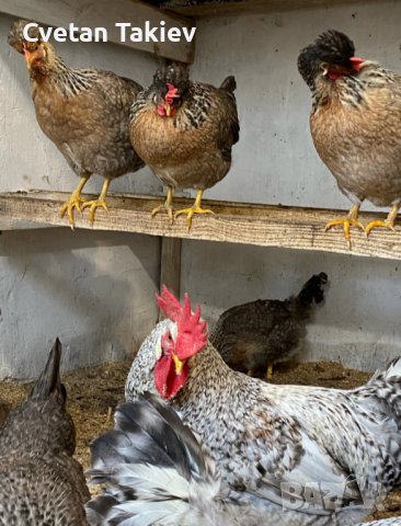 Крем Легбар, Опал Легбар, яйца и пилета, снимка 3 - Кокошки и пуйки - 42957928