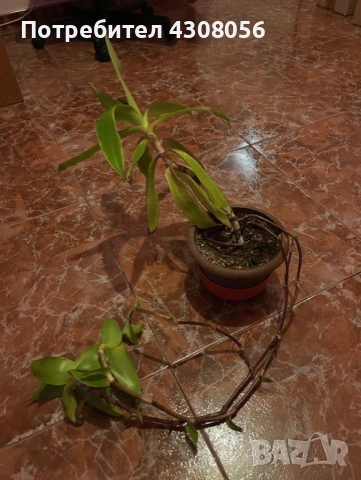 Кализия, снимка 5 - Стайни растения - 53004429