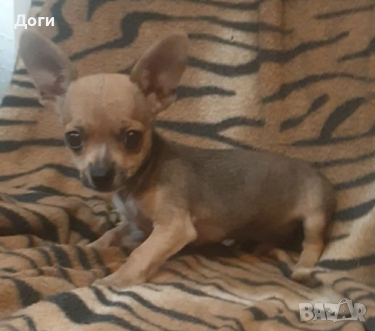 Продавам чихуахуа , снимка 9 - Чихуахуа - 51640490