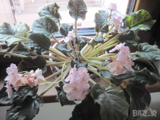 Canon PowerShot A1100 IS   12.1 MPx, снимка 13 - Фотоапарати - 52867169