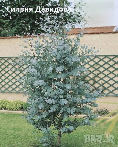 Евкалипт, снимка 3 - Други стоки за дома - 52773023