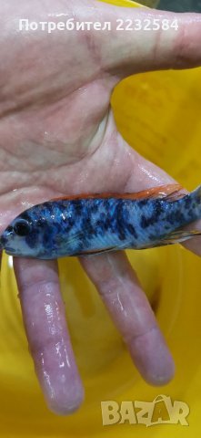 Рибки Африкански цихлиди, снимка 2 - Рибки - 29901665