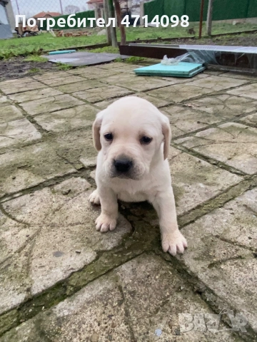 Бебета Лабрадори, снимка 8 - Лабрадор ретривър - 53302211