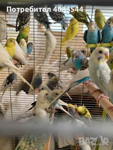 Вълнисти папагали, снимка 2 - Папагали - 48100693