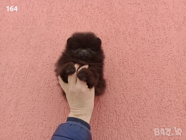 Мъжки шоколадов Померан. Реални снимки от 02.02.26 г., снимка 3 - Померан - 53307918