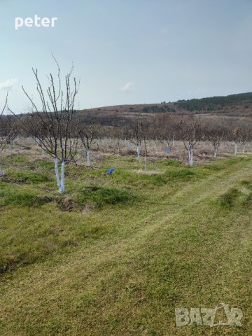 Овощна градина , снимка 16 - Земеделска земя - 38065060