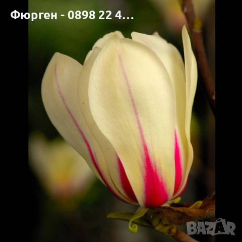 Магнолия Sunrise - жълто с розово, снимка 5 - Разсади - 53567034