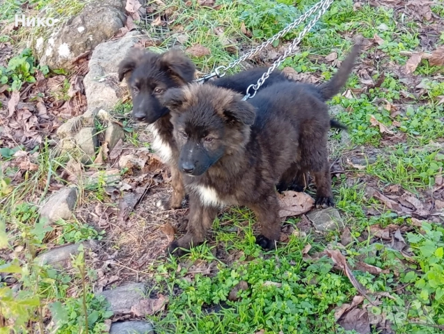 Немски овчарки , снимка 15 - Немска овчарка - 52176583