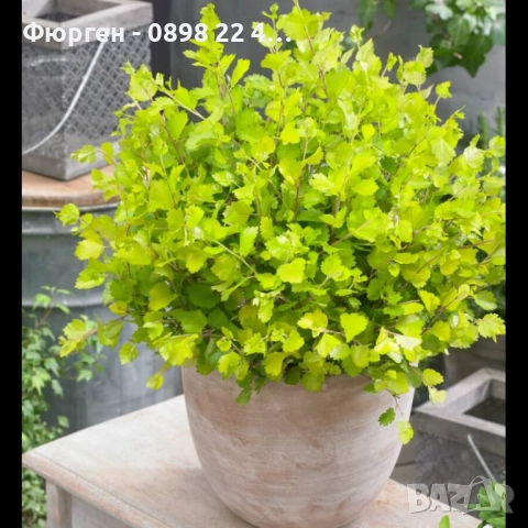 Жълта бреза джудже – Betula Golden Nana, снимка 3 - Разсади - 52714432