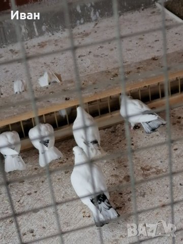 Закъртени Гълъби .