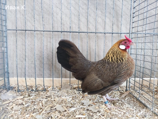 Продавам златен Розкомб., снимка 11 - Кокошки и пуйки - 44995697