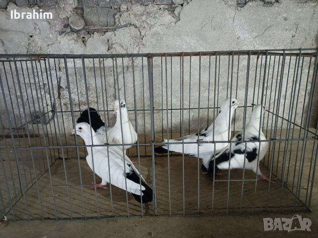 Adanski galabi, снимка 9 - Гълъби - 29846386