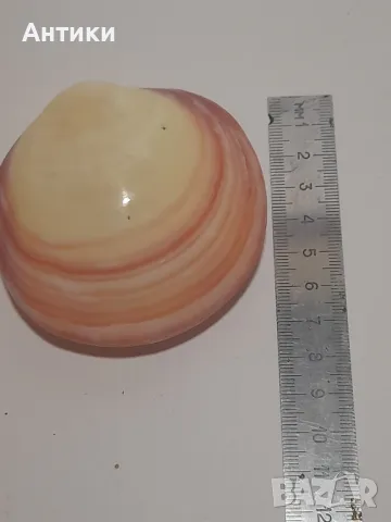 Мида морска, снимка 5 - Други - 48460022