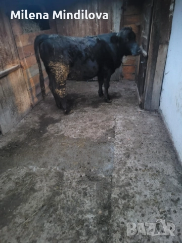 Продавам заплодена юница, снимка 2 - Крави - 52570243