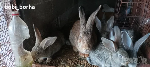 Зайци, снимка 8 - Други - 49785011