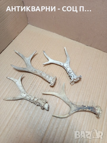 Комплект Стари Малки Рога. НОМЕР 726., снимка 4 - Антикварни и старинни предмети - 53528086