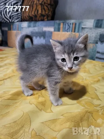 подарявам малки котета , снимка 1