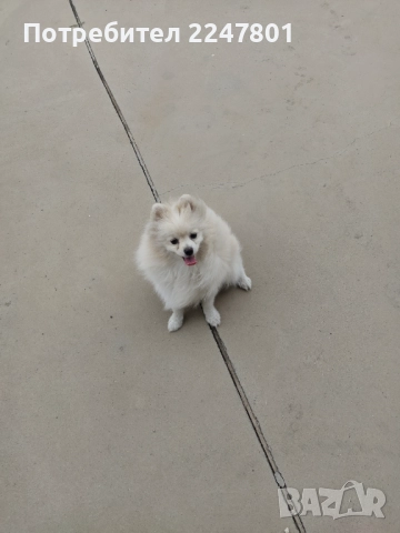 Померан , снимка 14 - Померан - 51823060