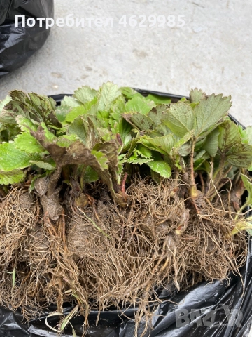 Продавам разсад ягоди, снимка 5 - Разсади - 52141893