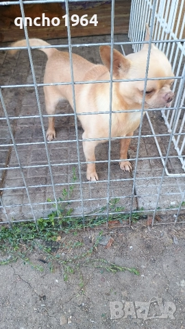 чихуахуа , снимка 8 - Чихуахуа - 52797683