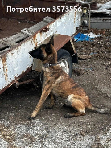 продава се, снимка 2 - Белгийска овчарка - 52577113