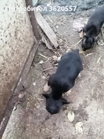 Пинчер, снимка 4 - Пинчер - 52972639