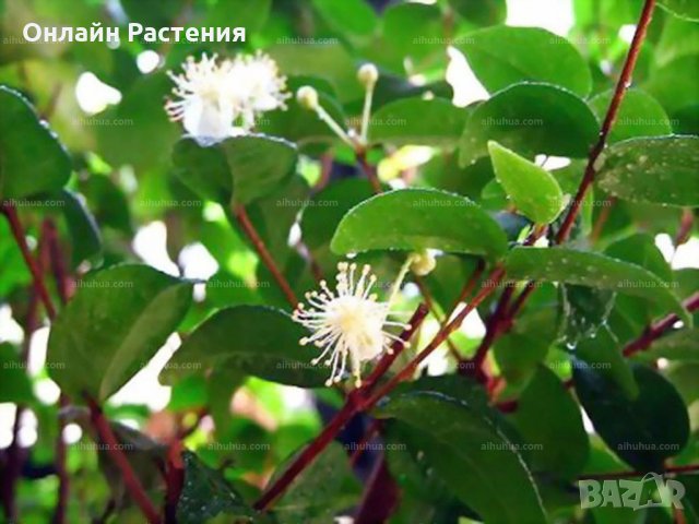 Суринамска череша - Стайна череша, снимка 2 - Градински цветя и растения - 27343274