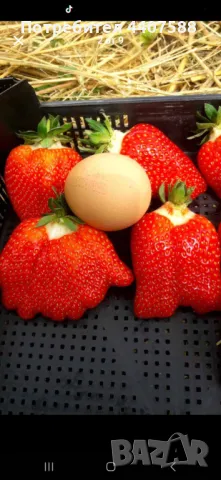 Разсад ягоди 