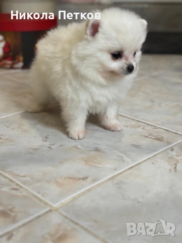 Померан мини , снимка 2 - Померан - 52597630