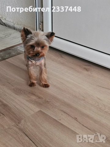 Търсим си жена, снимка 2 - Йоркширски териер - 52186313