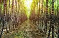 100 броя семена от декоративен бамбук Moso Bamboo зелен МОСО БАМБО за декорация и дървесина