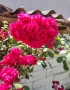 Продавам резници от различни видове рози., снимка 6
