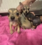 Чиху-пинчер кученца – готови за нов дом, снимка 3