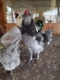 Продавам петли порода Араукана или заменям за млади ярки, снимка 1