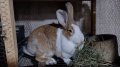 Холандски зайци, зайци Веселина и кръстоска, снимка 4