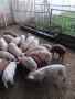 Продавам малки прасенца , снимка 2