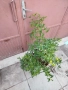 Бонсай заготовка Лигуструм , снимка 5