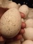 ПРОДАВАМ РАЗПЛОДНИ ОПЛОДЕНИ ПУЕШКИ ЯЙЦА, снимка 11