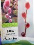 Бреза 100-150см за 11лв , размер 200-220см за 21лв и Налични 3 вида Върби , снимка 5
