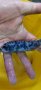 Рибки Африкански цихлиди, снимка 6