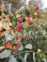 Продавам разсад ягоди и малини , снимка 1 - Разсади - 43192920