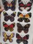 5D 8 бр пеперуди pvc стикер стикери за стена и мебели украса декор, снимка 7