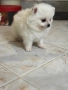 Померан мини , снимка 2