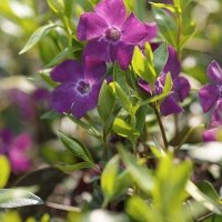 Винка Минор Атропурпуреа, Vinca minor 'Atropurpurea', снимка 3 - Градински цветя и растения - 43734275